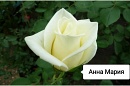 Роза "Анна Мария"