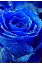 Краситель свечной концентрированный синий