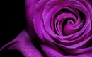Краситель свечной концентрированный фиолетовый