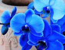 Отдушка косметическая "голубая орхидея и кашемир"