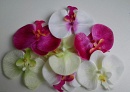 Цветы орхидеи (микс)