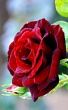 Отдушка косметическая "роза красная"